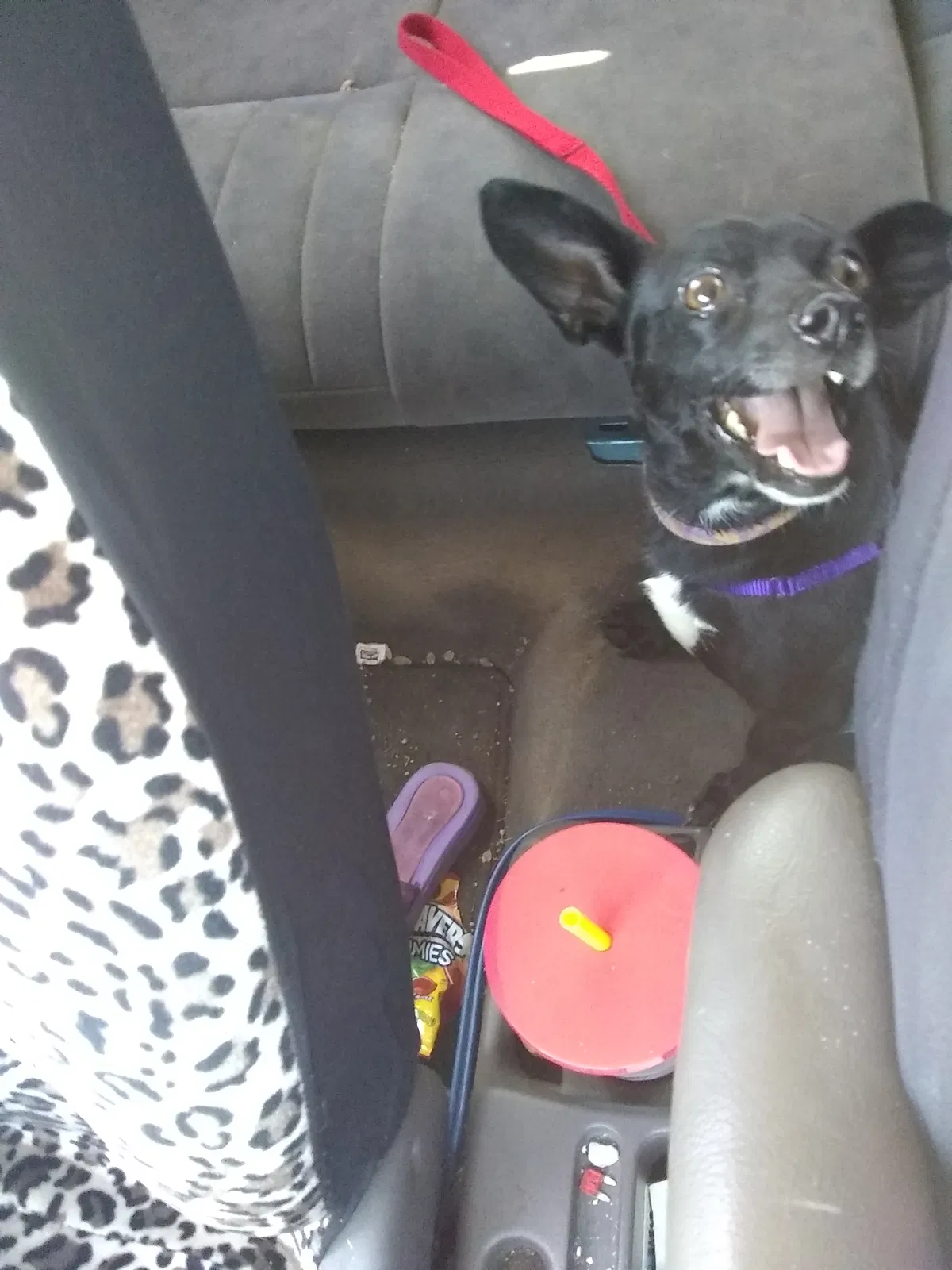 Lost dog in Lake Geneva, WI, 53147