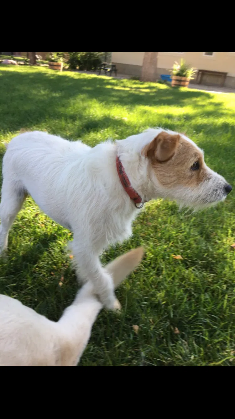 Lost dog in Nephi, UT, 84648