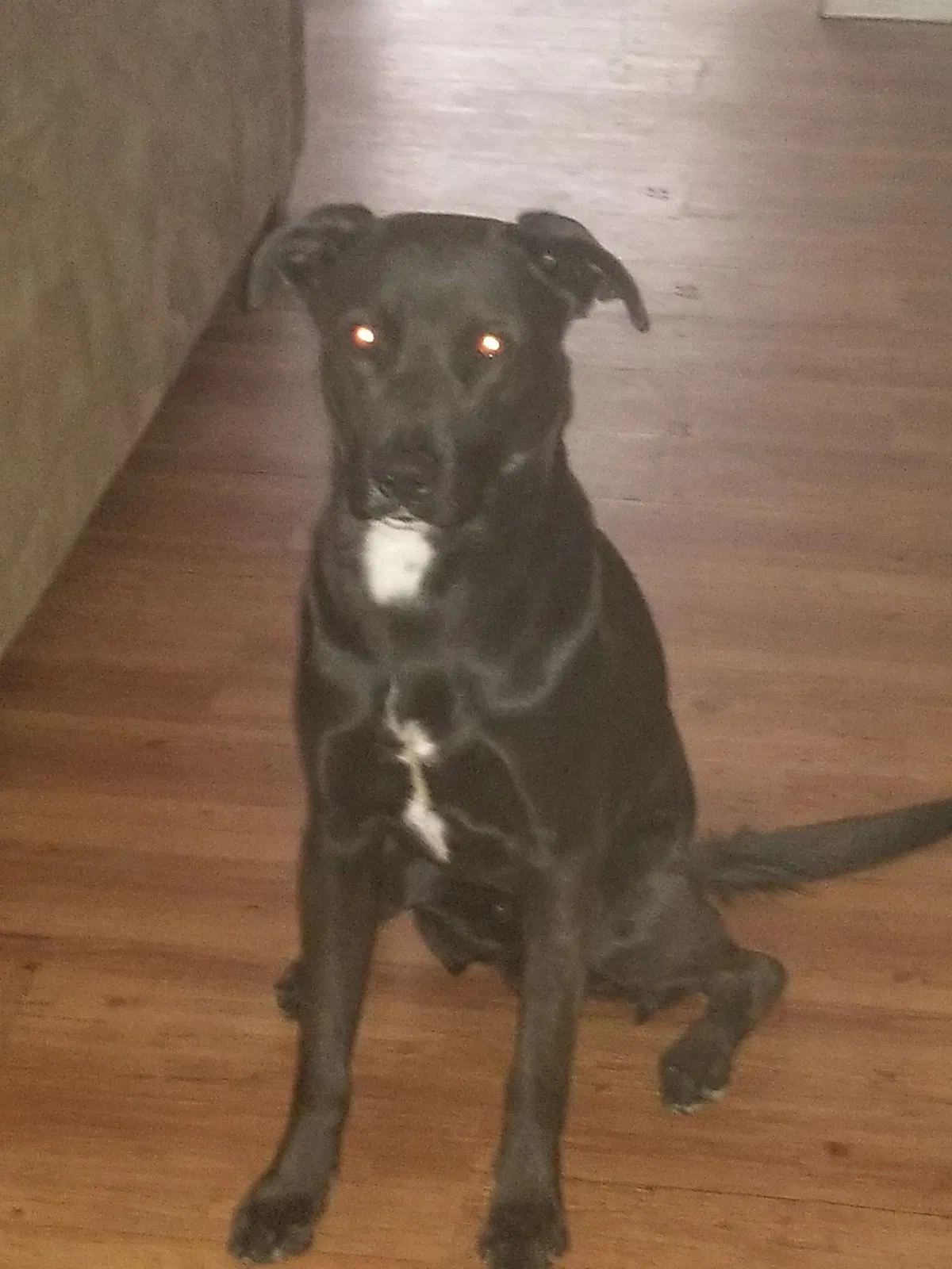 Lost dog in Moreno Valley, CA, 92553