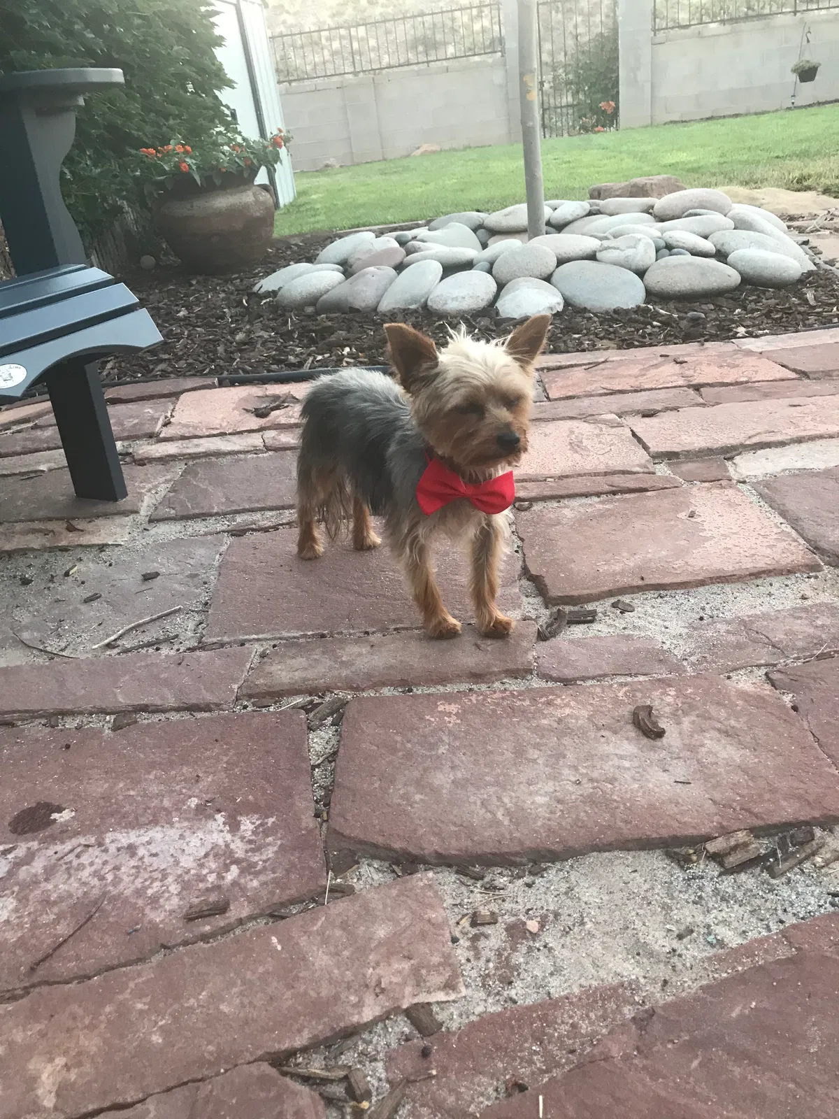 Lost dog in Albuquerque, NM, 87106