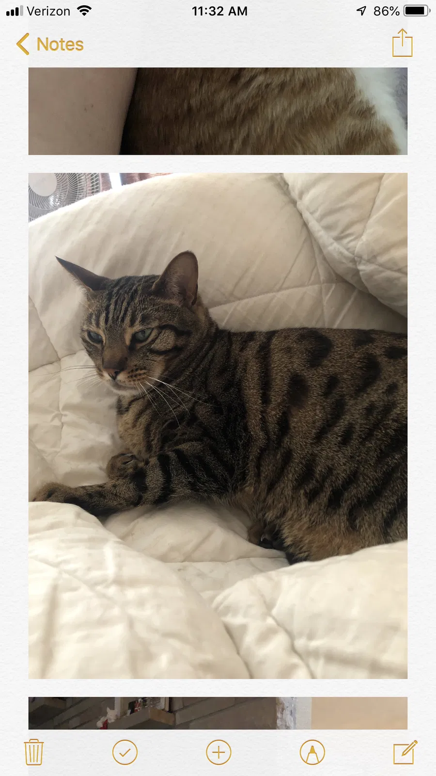 Lost cat in Tacoma, WA, 98406