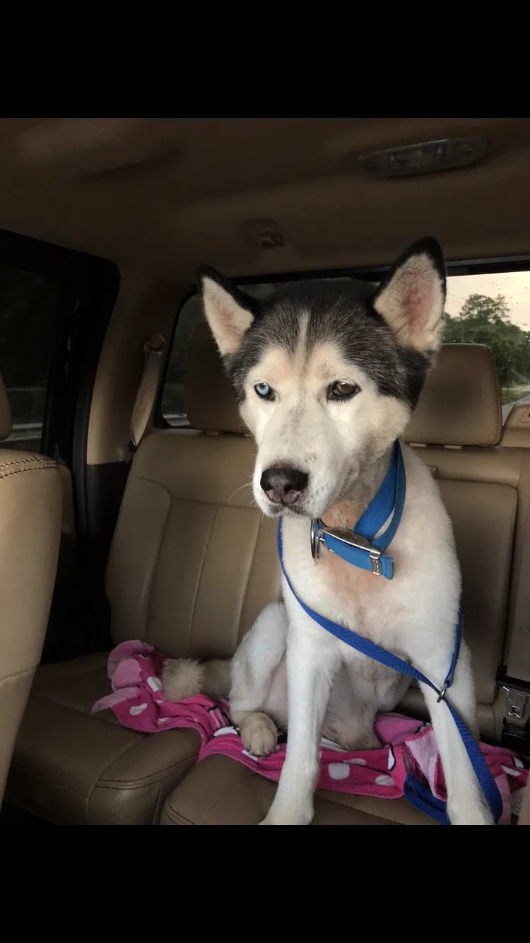 Lost dog in Mobile, AL, 36608