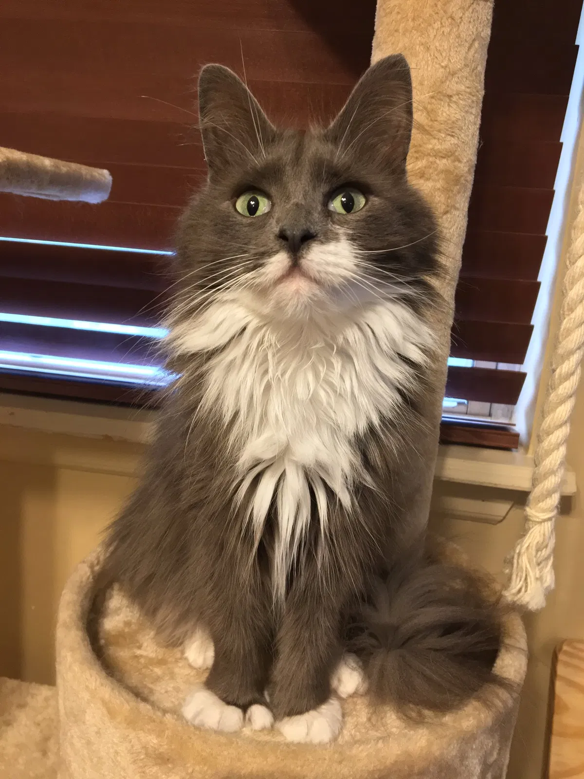 Lost cat in Middletown, NY, 10941