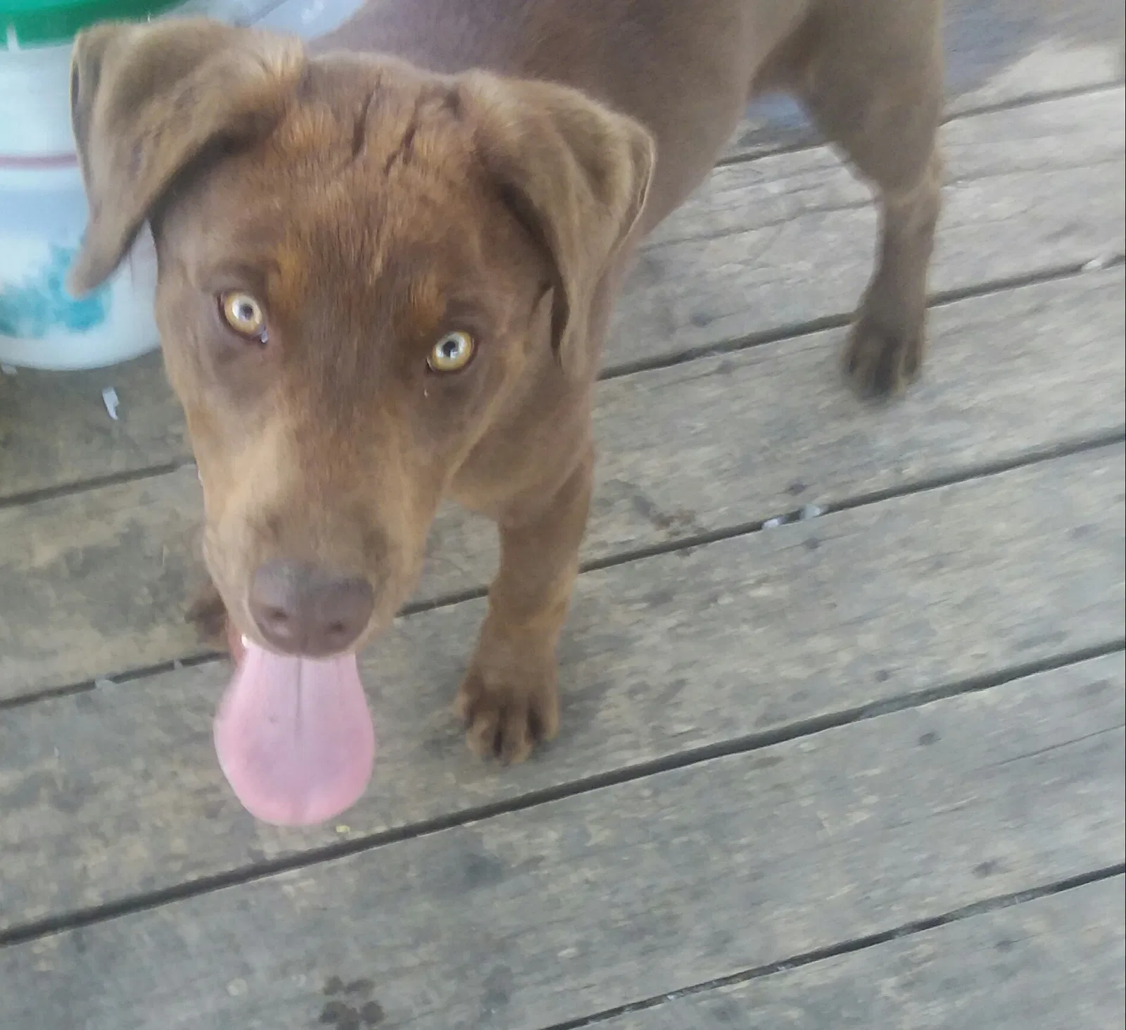 Lost dog in Harrogate, TN, 37752