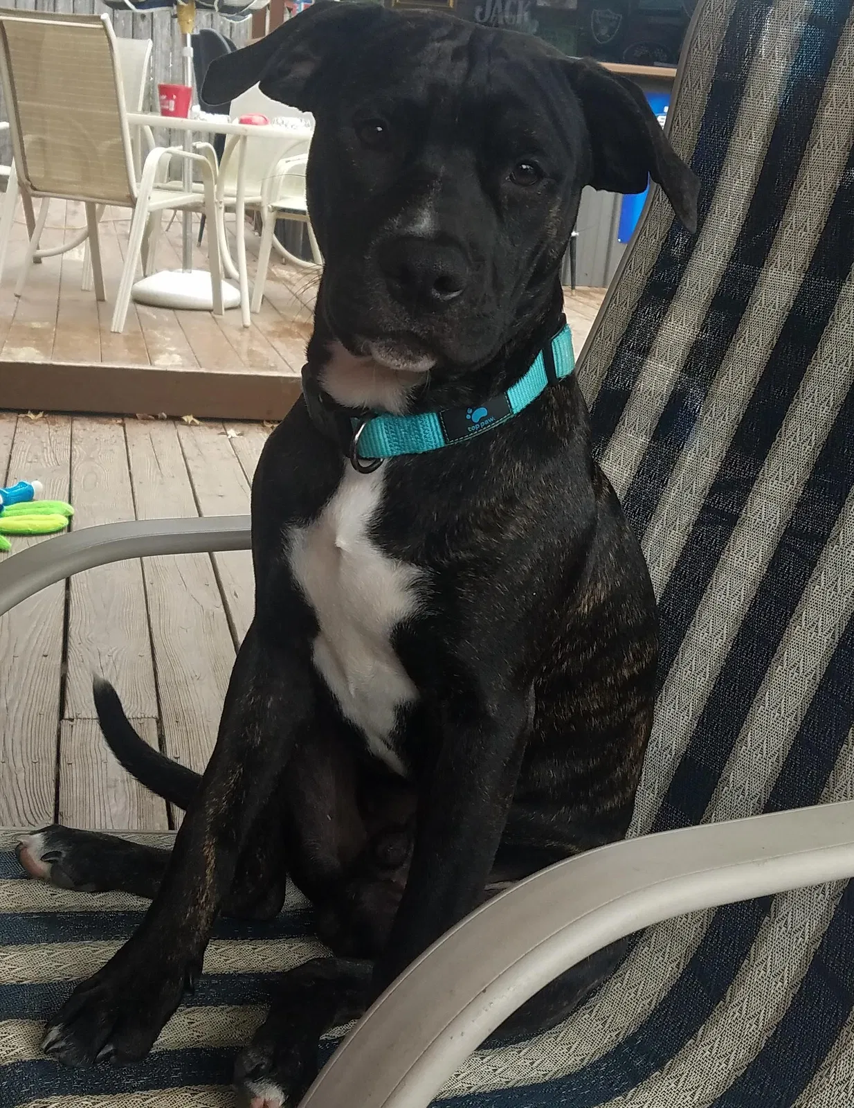 Lost dog in Louisville, KY, 40258