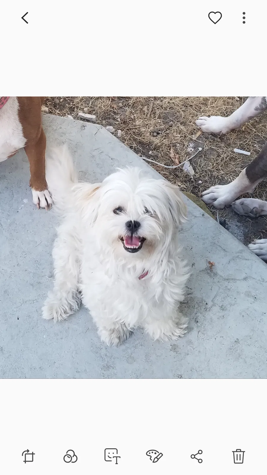 Lost dog in Sacramento, CA, 95815