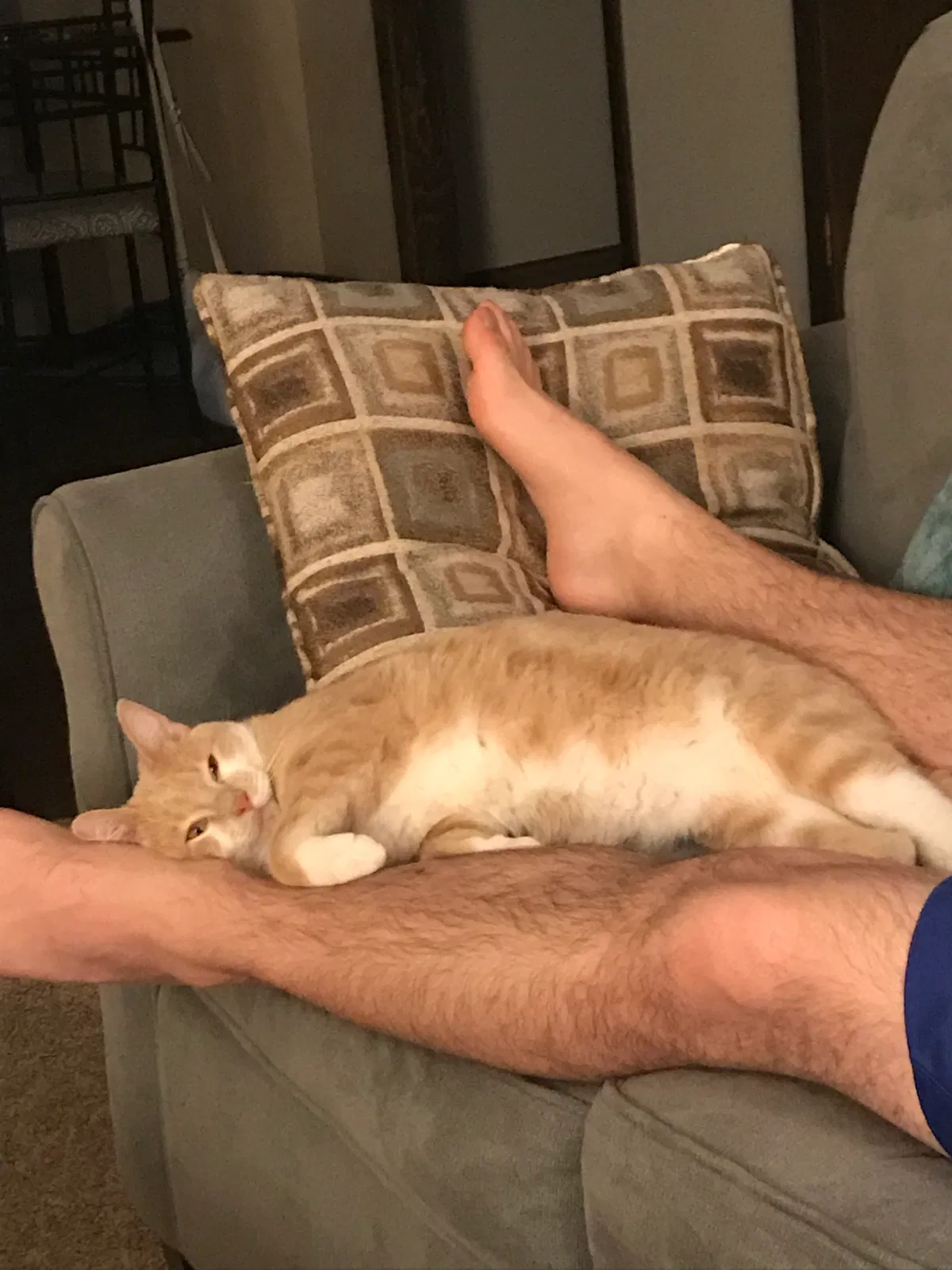 Lost cat in Hastings, NE, 68901