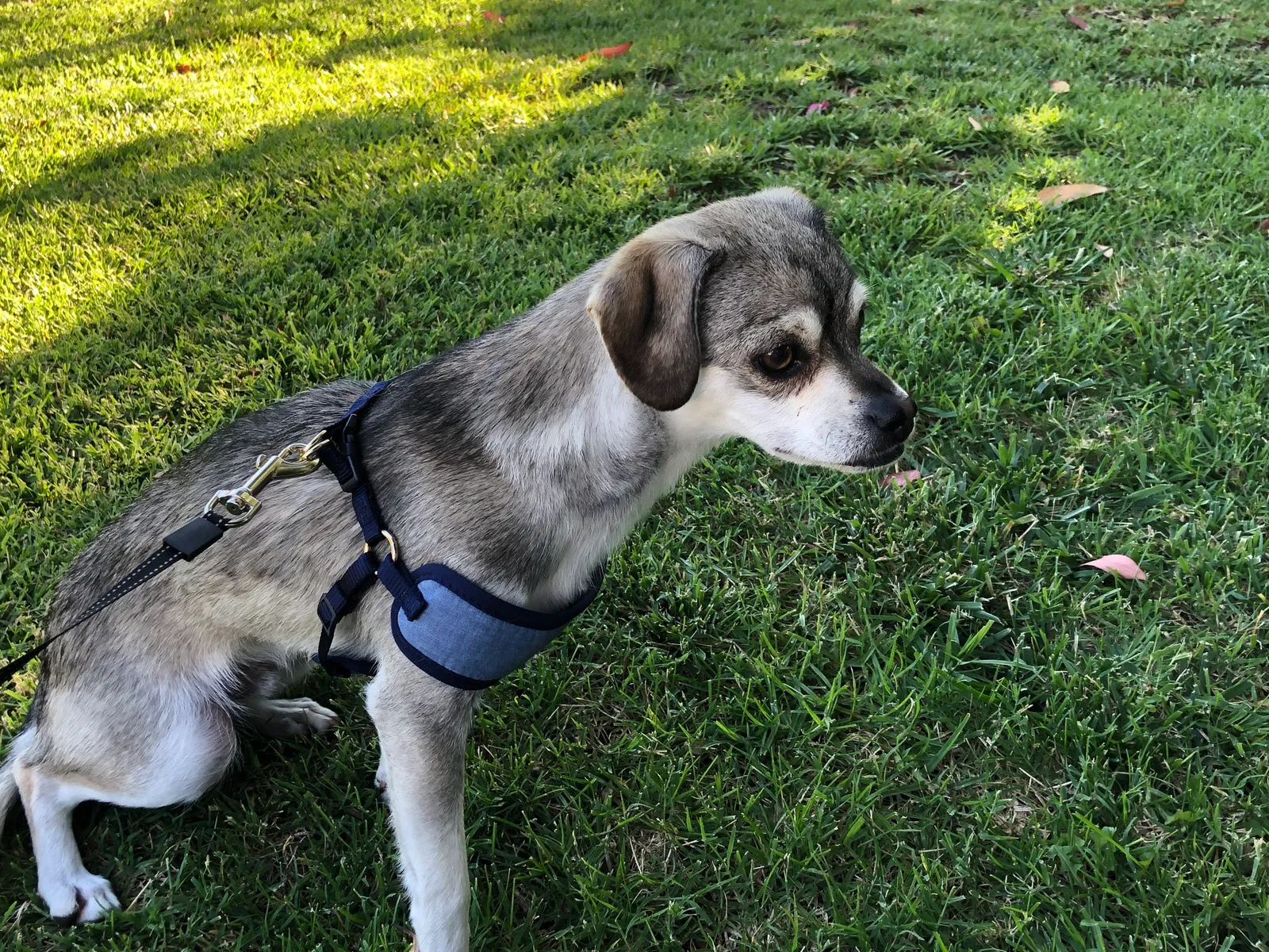 Lost dog in Long Beach, CA, 90804