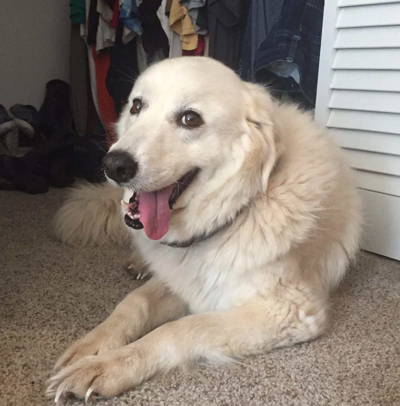 Lost dog in Palestine, TX, 75803