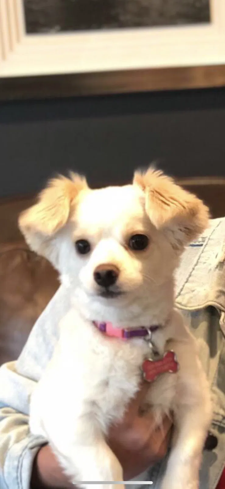 Lost dog in Diamond Bar, CA, 91765
