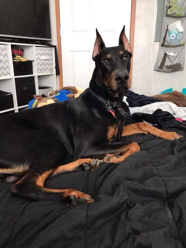 Lost dog in Rapid City, SD, 57701