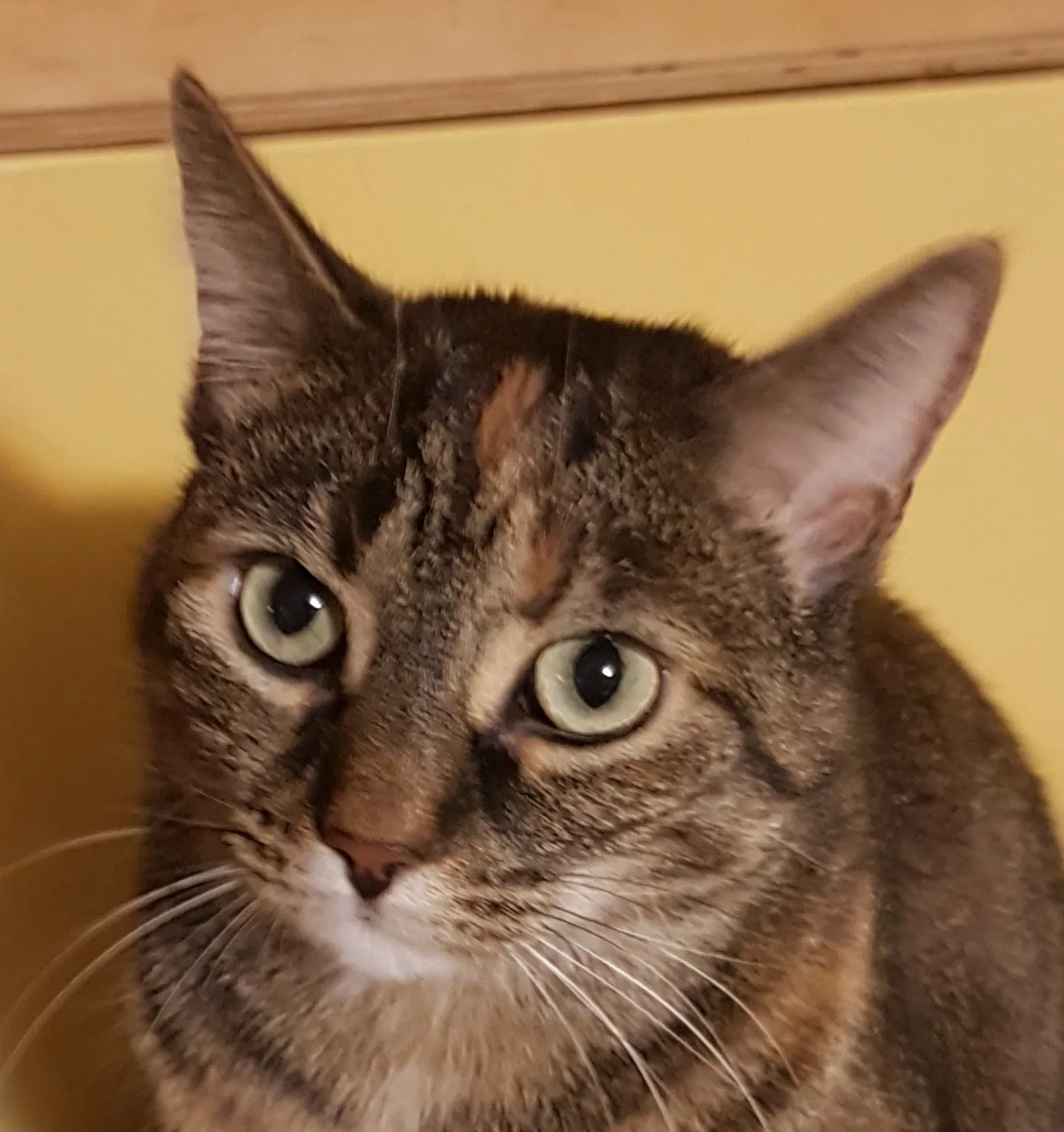 Lost cat in Unknown, NY, 0