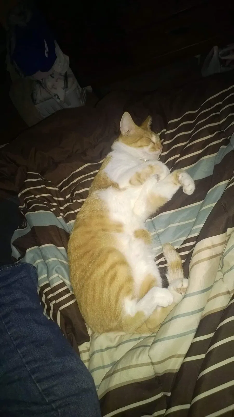 Lost cat in Inverness, FL, 34453