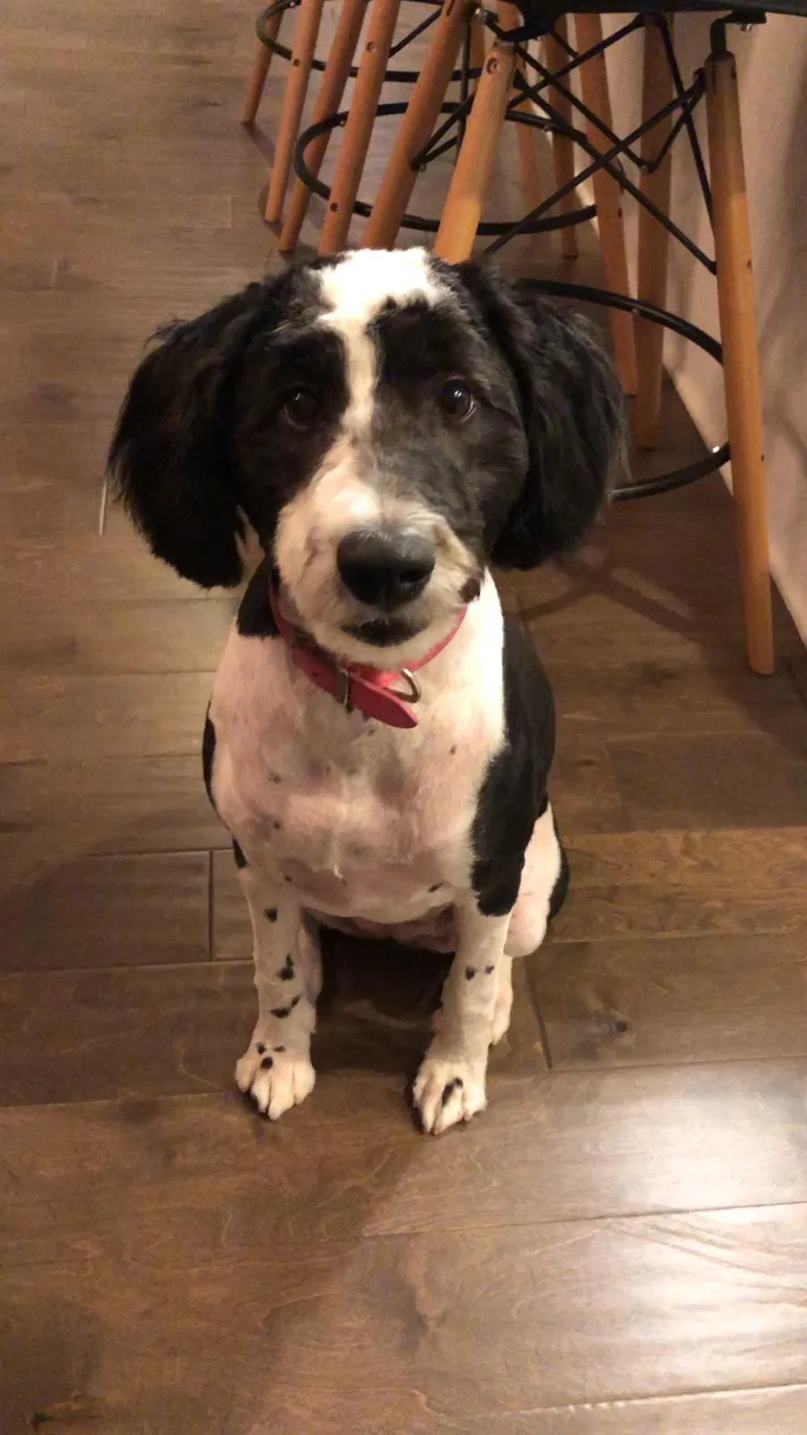 Lost dog in Parkville, MD, 21234