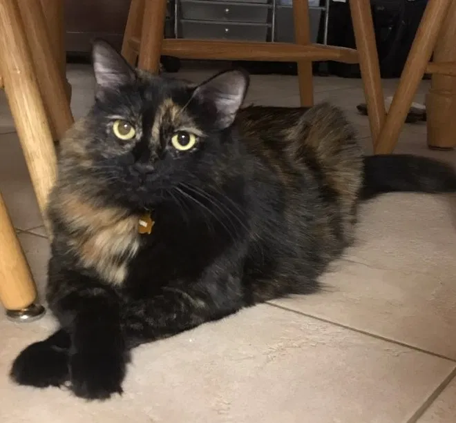 Lost cat in Phoenix, AZ, 85027