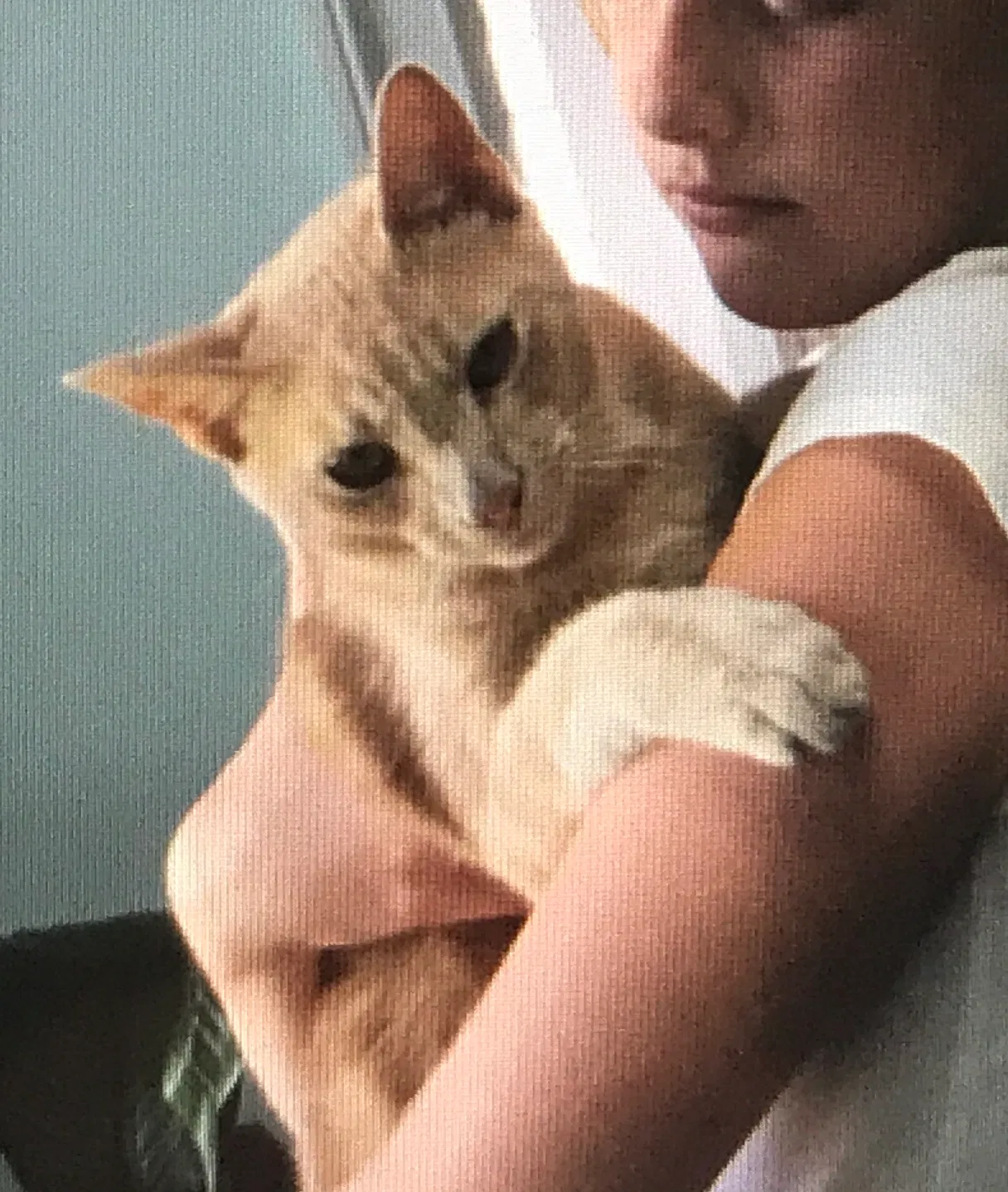 Lost cat in Santa Monica, CA, 90402