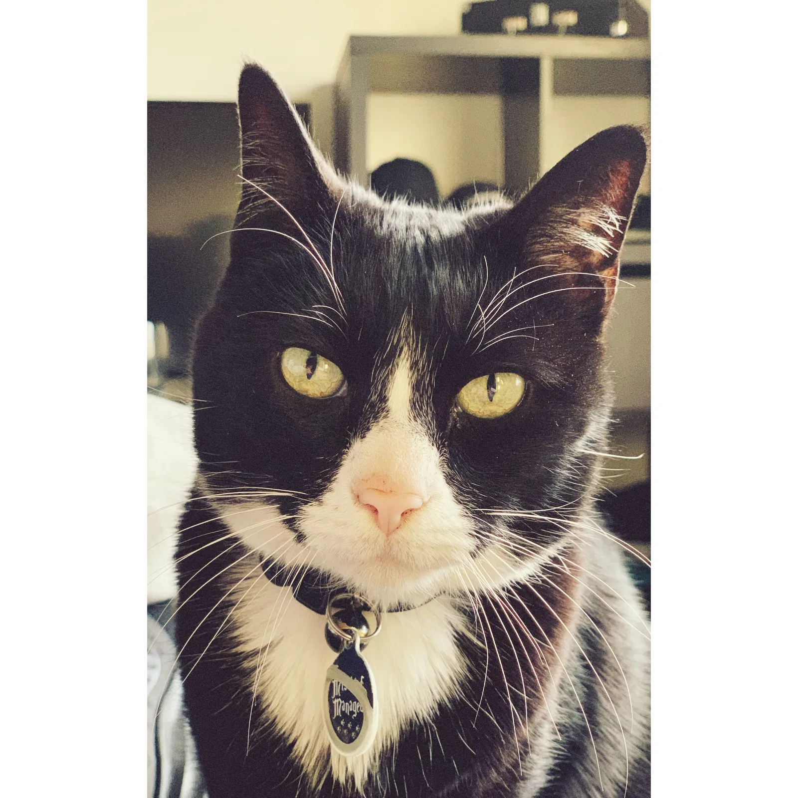 Lost cat in Puyallup, WA, 98374