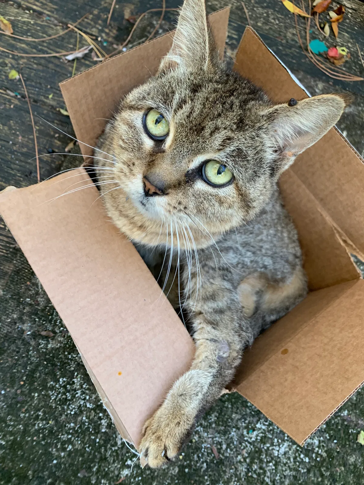 Lost cat in Saint Petersburg, FL, 33710