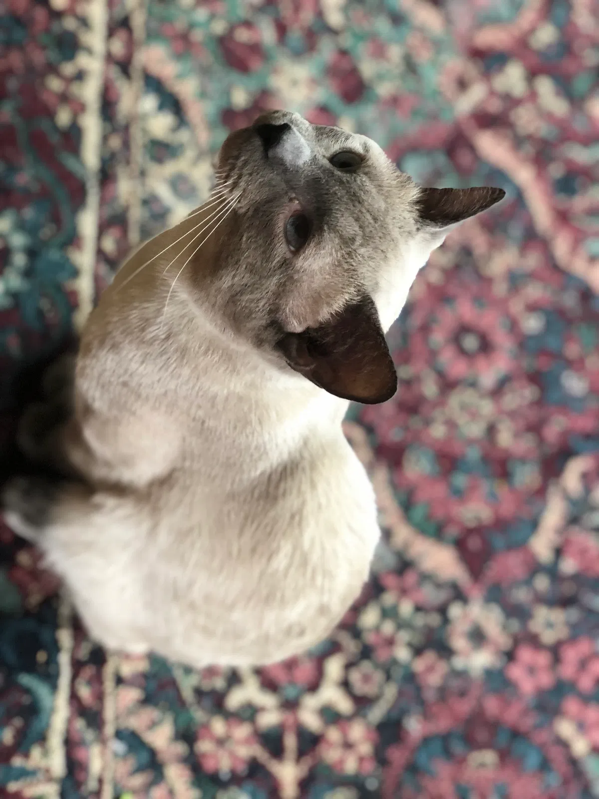 Lost cat in Columbus, OH, 43212