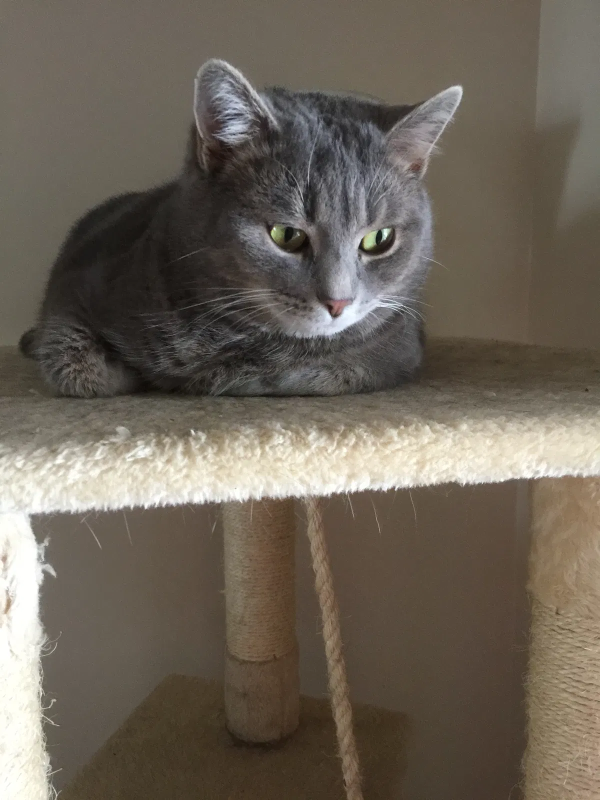 Lost cat in Bethel Park, PA, 15102