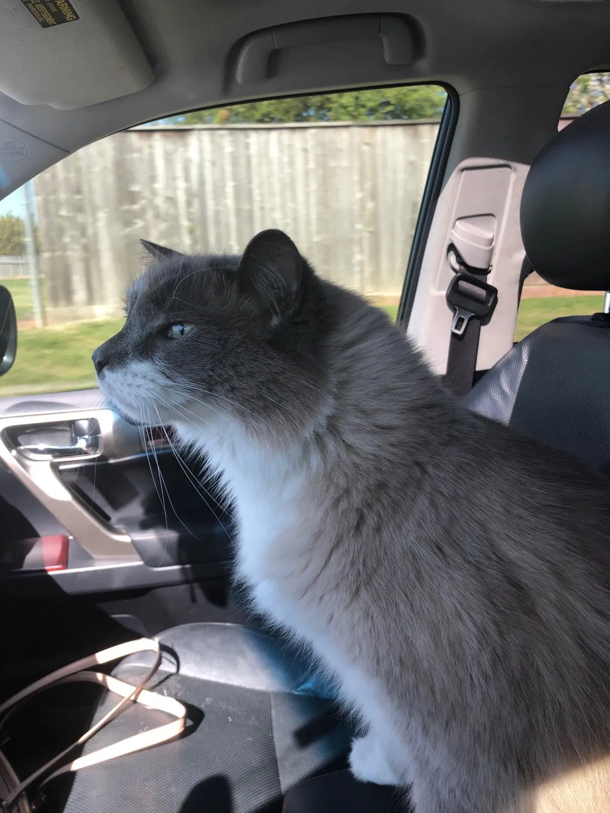 Lost cat in Richmond, TX, 77406