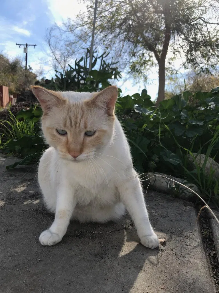Lost cat in Azusa, CA, 91702
