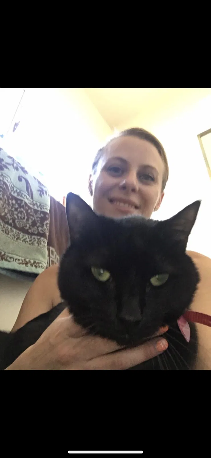 Lost cat in Albuquerque, NM, 87108
