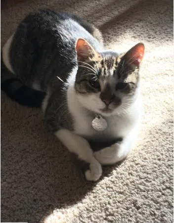 Lost cat in Belton, MO, 64012