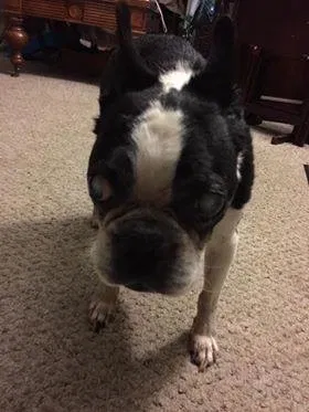 Lost dog in Stewartstown, PA, 17363