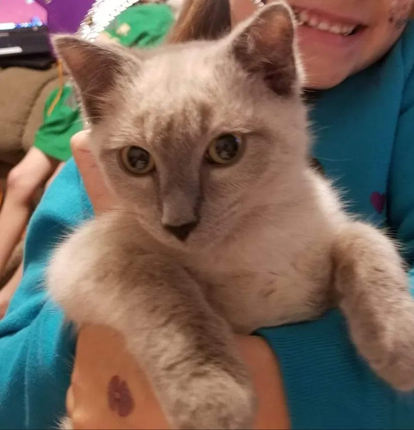 Lost cat in Midlothian, VA, 23112