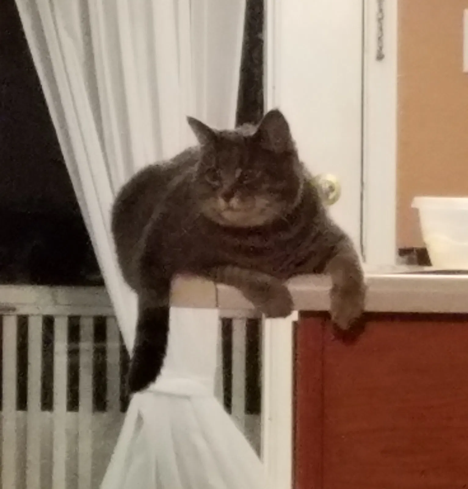 Lost cat in Plainfield, IN, 46168