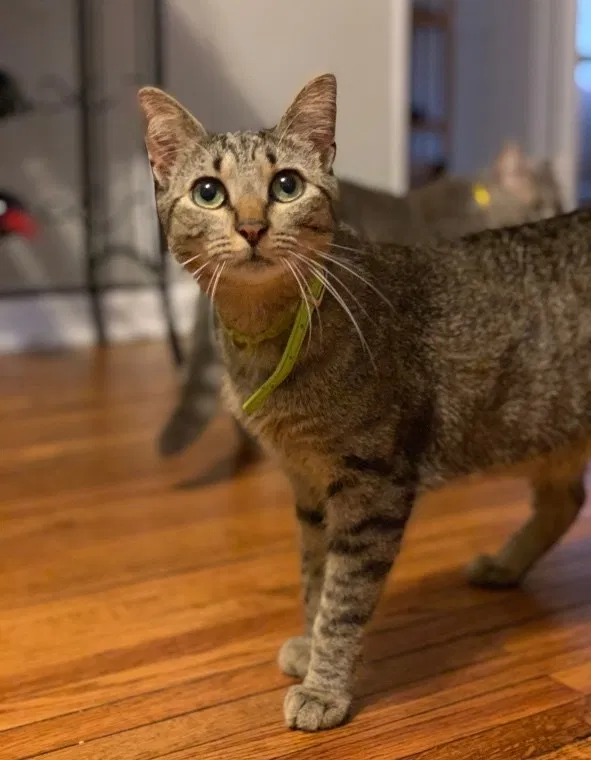 Lost cat in Lincoln, NE, 68510