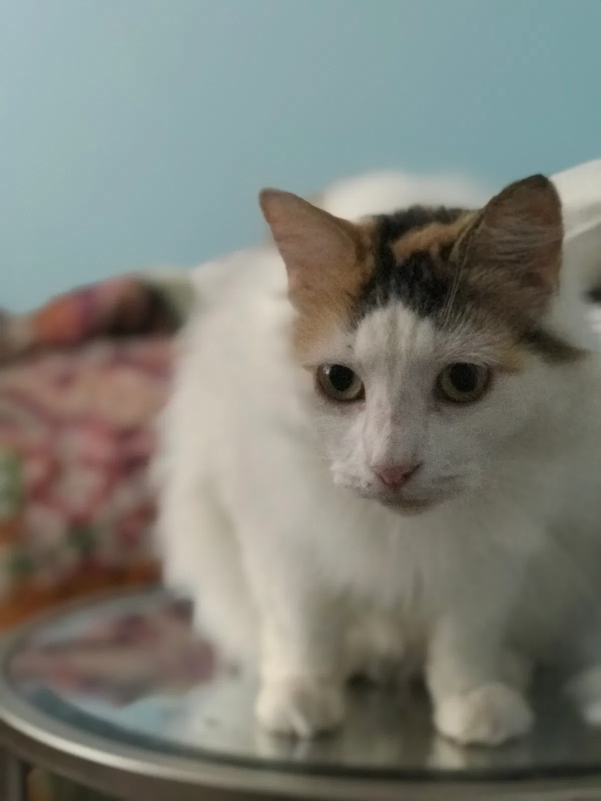 Lost cat in Pensacola, FL, 32503