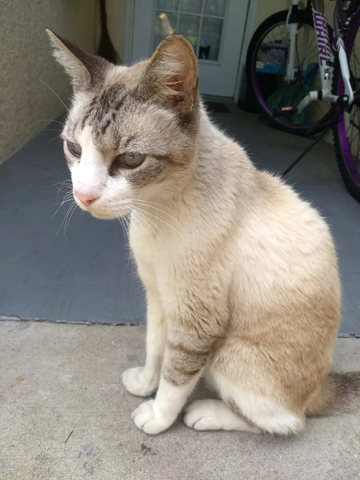 Lost cat in Tarpon Springs, FL, 34688