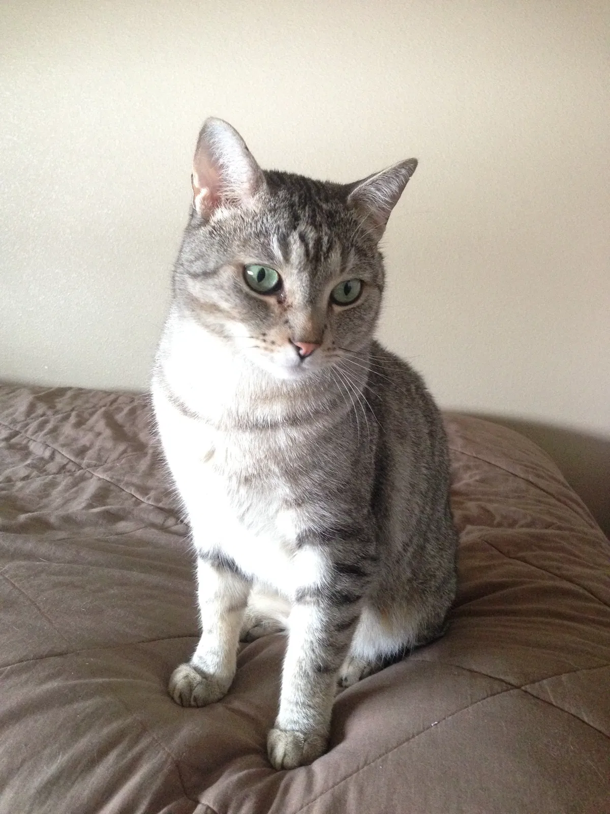 Lost cat in La Pine, OR, 97739