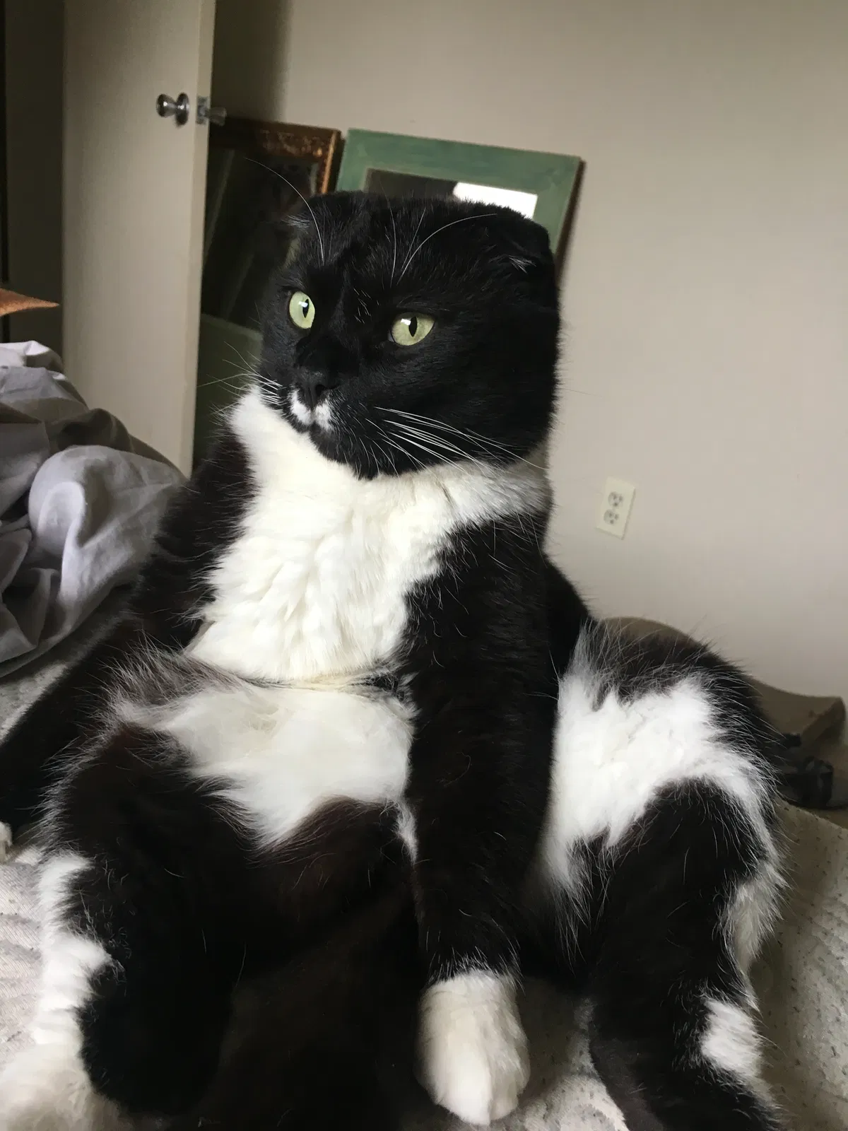 Lost cat in Troutdale, OR, 97060