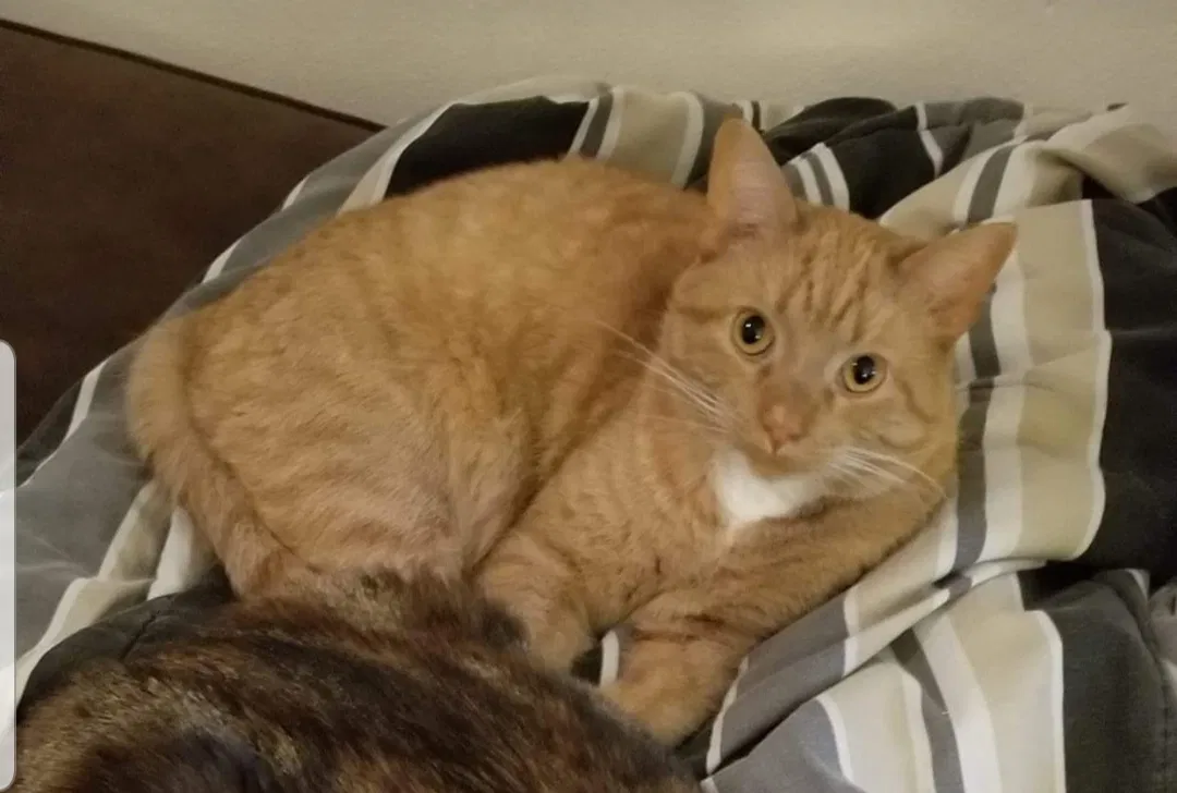 Lost cat in Muskego, WI, 53150