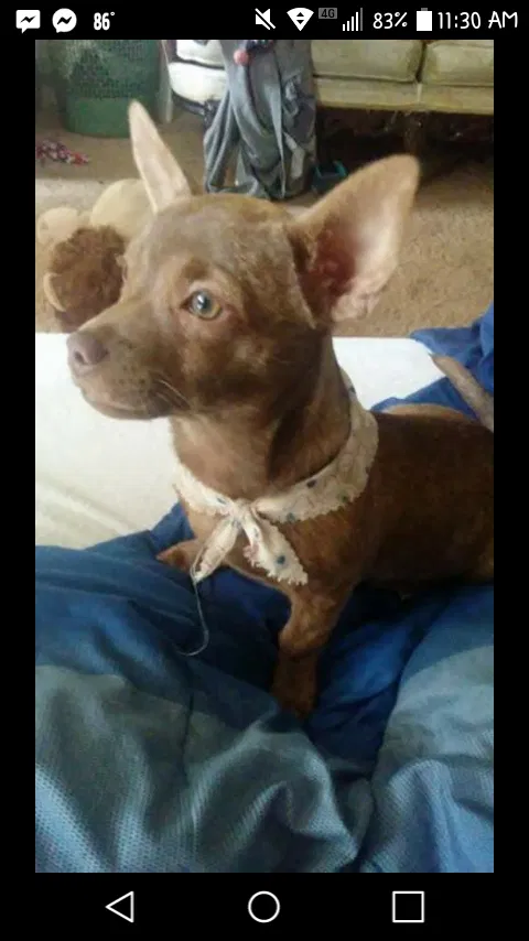 Lost dog in Saraland, AL, 36571