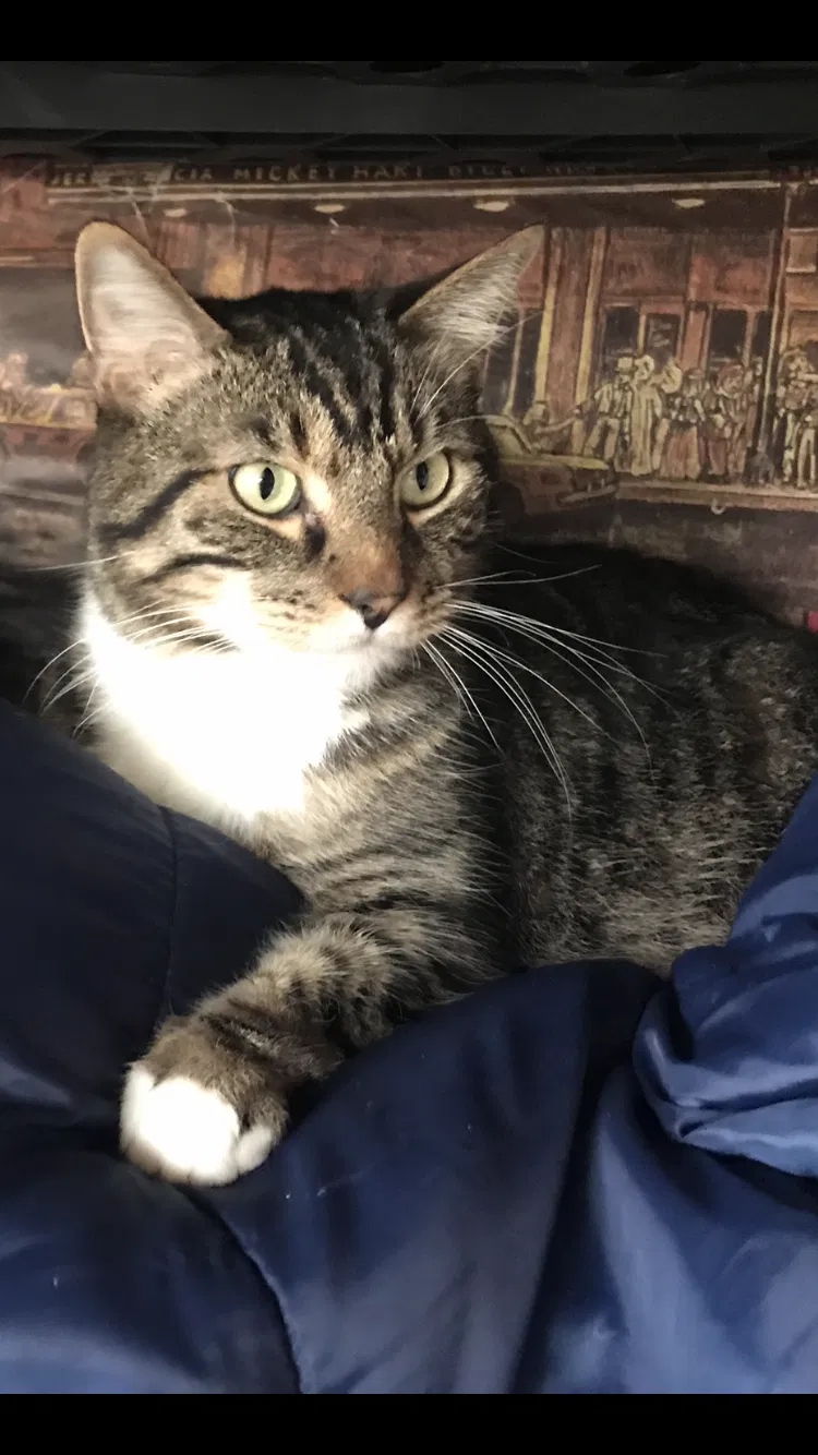 Lost cat in Hensley, AR, 72065