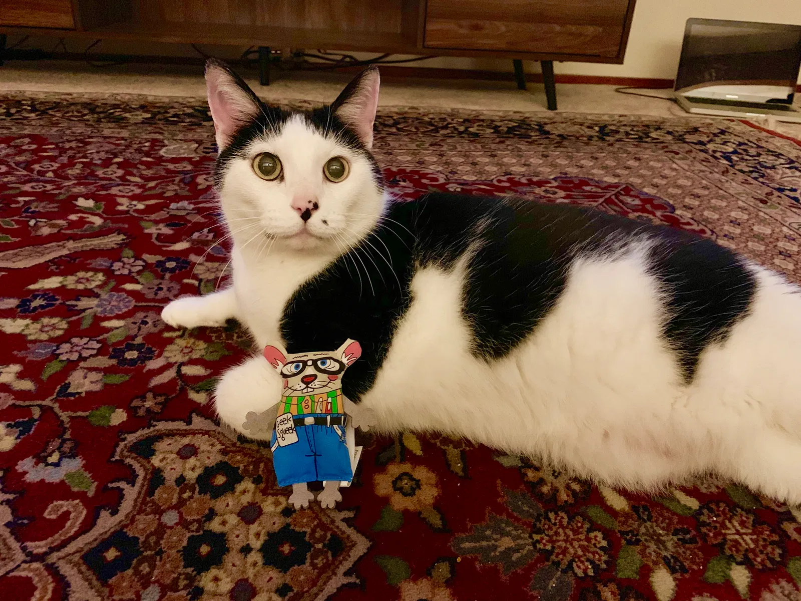 Lost cat in Gresham, OR, 97080