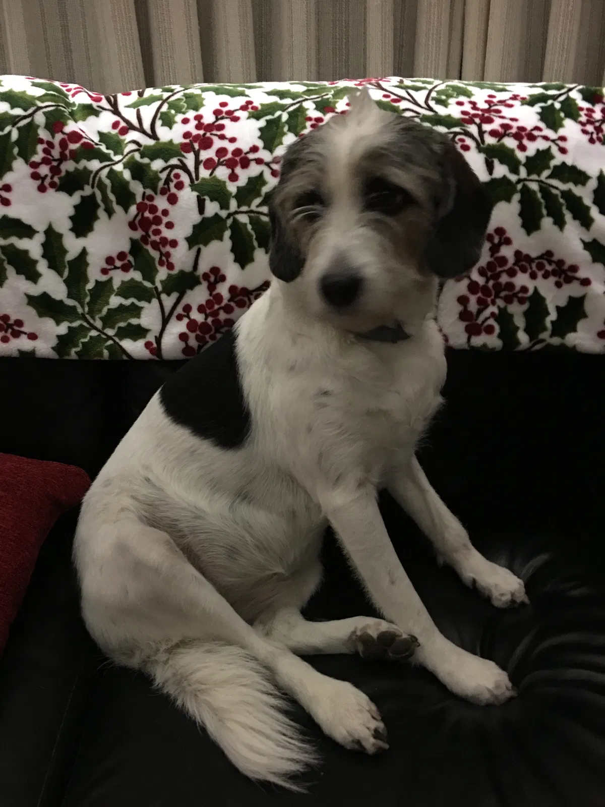 Lost dog in Saukville, WI, 53080