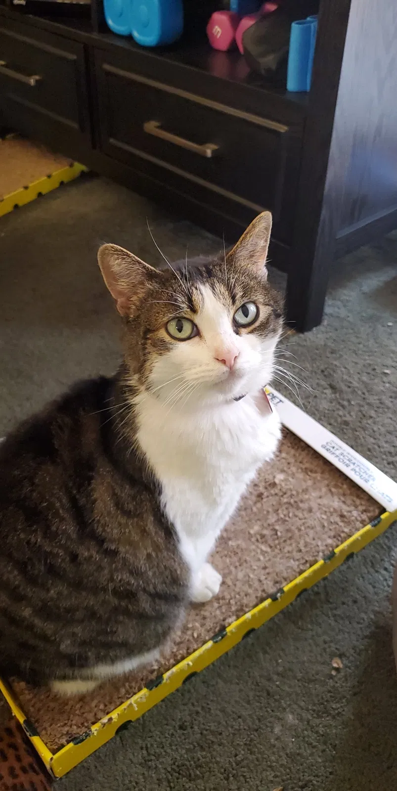 Lost cat in Springfield, OR, 97478