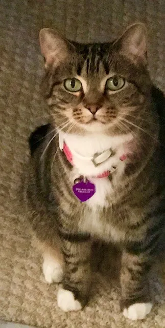 Lost cat in Fort Lauderdale, FL, 33331