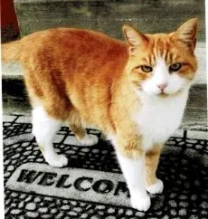 Lost cat in Pittsburgh, PA, 15234
