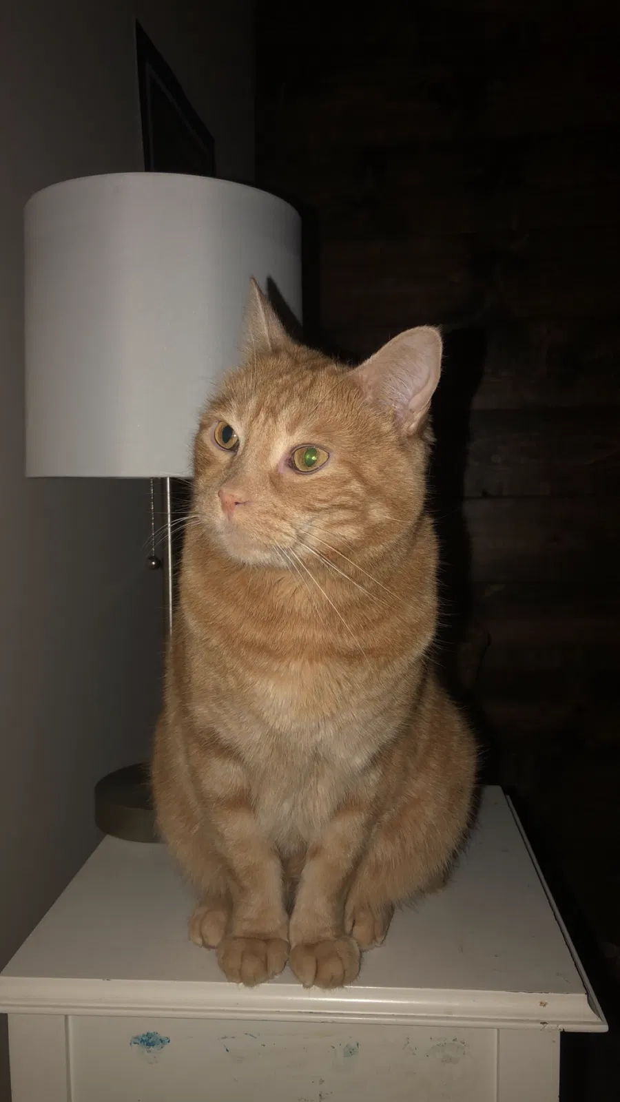 Lost cat in Overland Park, KS, 66221