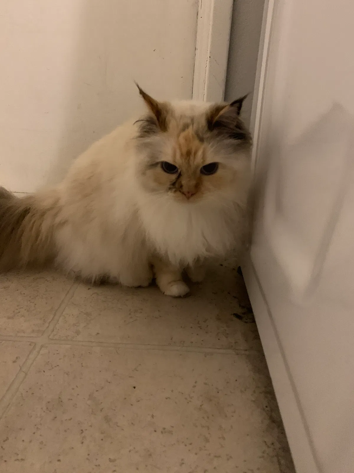 Lost cat in Temecula, CA, 92592