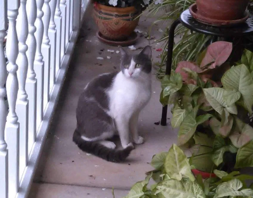 Lost cat in Mount Holly Springs, PA, 17065