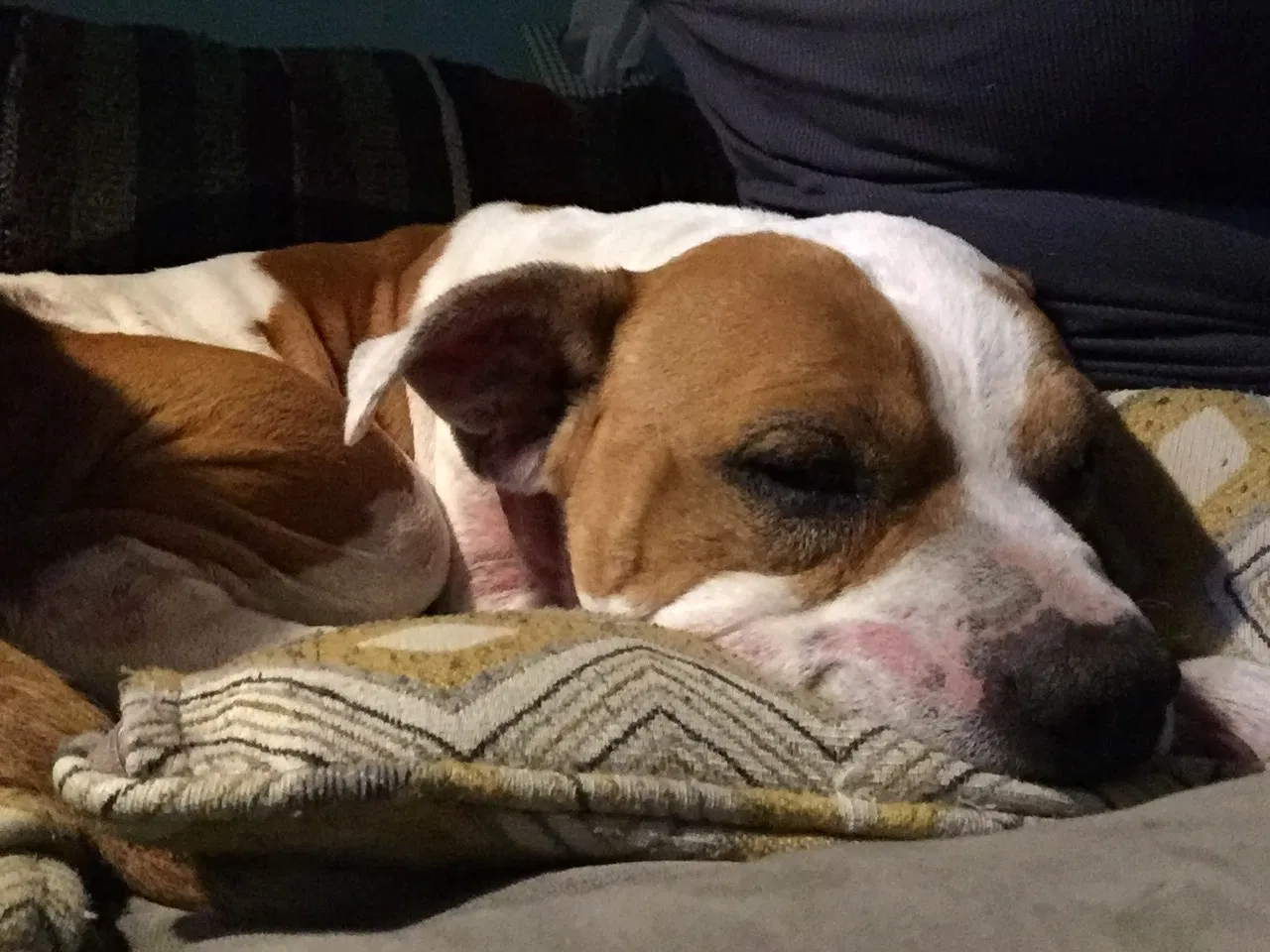 Lost dog in San Pedro, CA, 90732