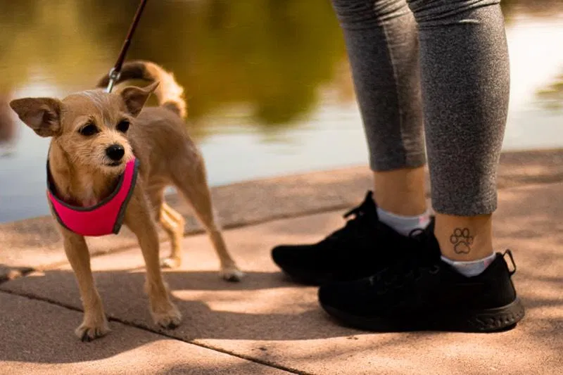 Lost dog in Minneapolis, MN, 55423