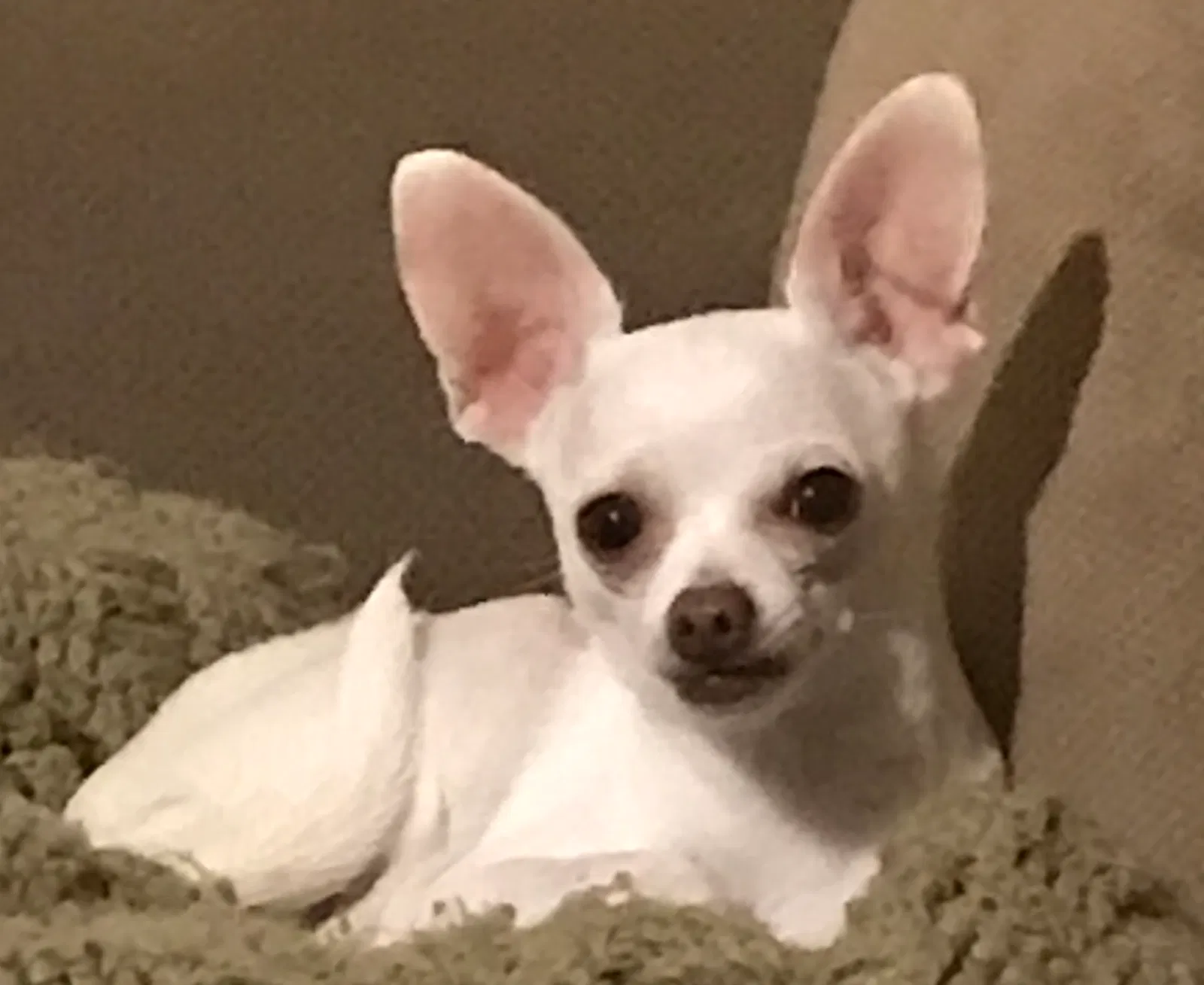 Lost dog in Bradford, OH, 45308